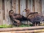 Prachtig Koppel Arenden, Dieren en Toebehoren, Vogels | Overige Vogels, Meerdere dieren, Roofvogel