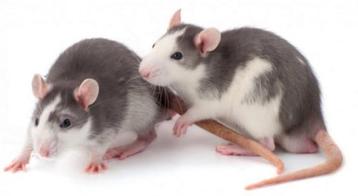 Ratten/ rittens/ voederdieren te koop beschikbaar voor biedingen