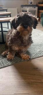 Ruwharige teckel herplaatsen 4 jaar, Standaard, Rabiës (hondsdolheid), Reu, Eén hond