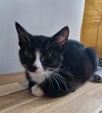 Lief kitten wegens omstandigheden aangeboden, Poes, Kortharig, 0 tot 2 jaar