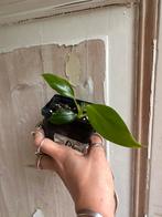 Philodendron White Wizard Stek (Zonder Variegata), Vaste plant, Ophalen of Verzenden, Bloeit niet, Halfschaduw