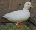 GEZOCHT::: Hollandse kwaker bevrucht ei, Dieren en Toebehoren, Pluimvee, Mannelijk, Kip