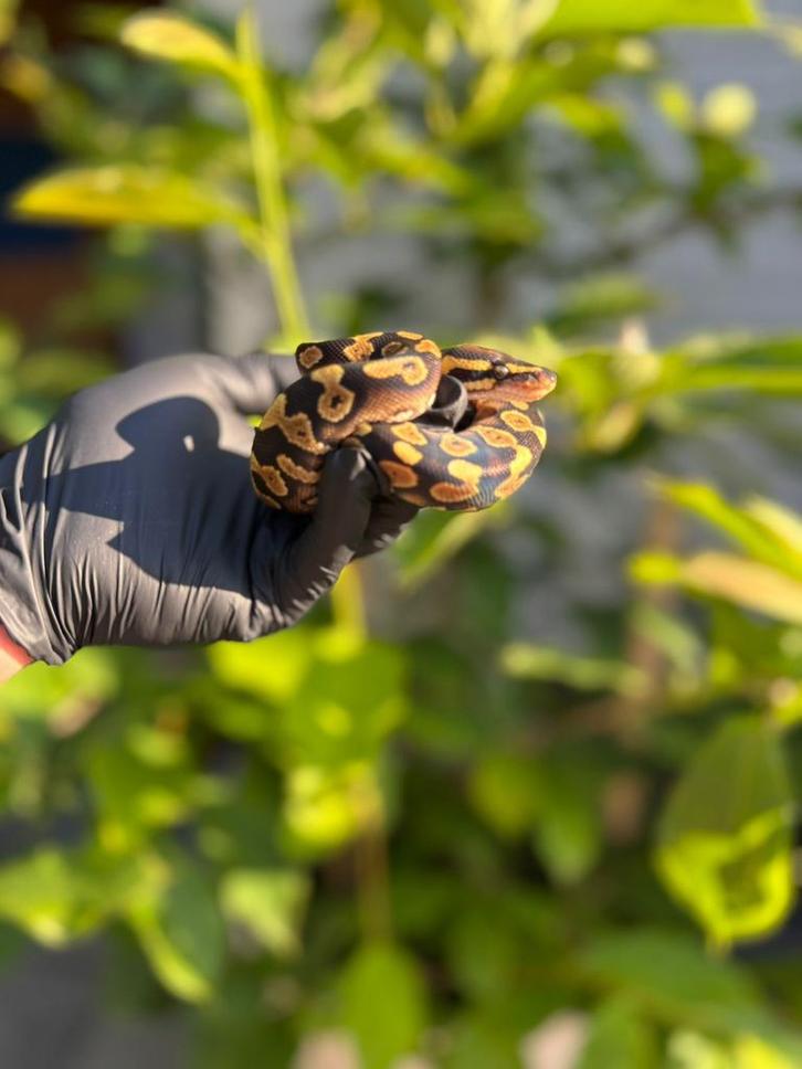 Koningspython mojave vrouw 2025, Dieren en Toebehoren, Reptielen en Amfibieën, Slang, 0 tot 2 jaar