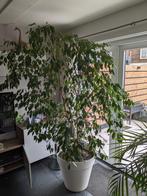 Ficus Benjamina Exotica - ongeveen 2.2x2m, Huis en Inrichting, Ficus, Halfschaduw, In pot, 200 cm of meer