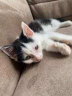 Vondeling James zoekt forever home, Dieren en Toebehoren, Katten en Kittens | Overige Katten, Kater