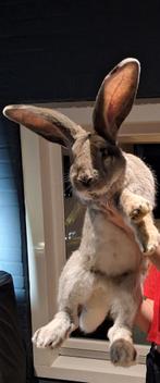 Vlaamse reus Rammen van maart 2025, Dieren en Toebehoren, Konijnen, Mannelijk, Groot