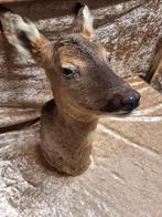 Opgezette hertenkop, Ophalen of Verzenden