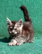 Prachtige maine coon poesjes beschikbaar uit grote lijne, Dieren en Toebehoren, Poes, Gechipt, 0 tot 2 jaar