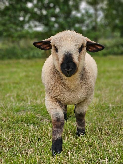 Hamphire down ram te koop, heel mak en lief, Dieren en Toebehoren, Schapen, Geiten en Varkens, Schaap, Mannelijk, 0 tot 2 jaar