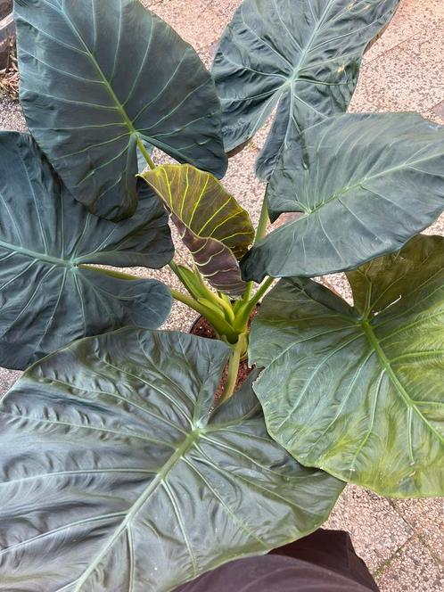 Alocasia Regal Shield XXXL, Huis en Inrichting, Kamerplanten, Overige soorten, Minder dan 100 cm, Ophalen of Verzenden