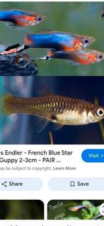 Endler guppen... Blue star, Vis, Zoetwatervis