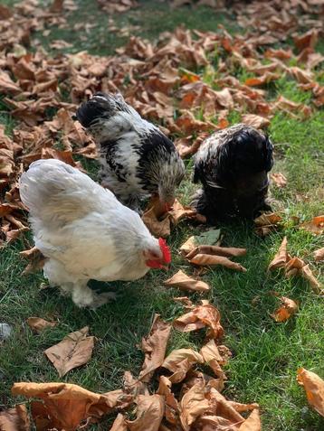 Mooie cochin kriel haantjes beschikbaar voor biedingen