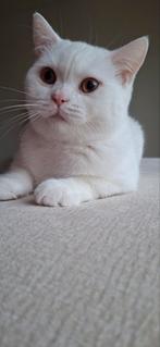 Britse korthaar kater, Kater, Ontwormd, 0 tot 2 jaar