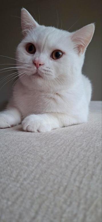 Britse korthaar kater beschikbaar voor biedingen