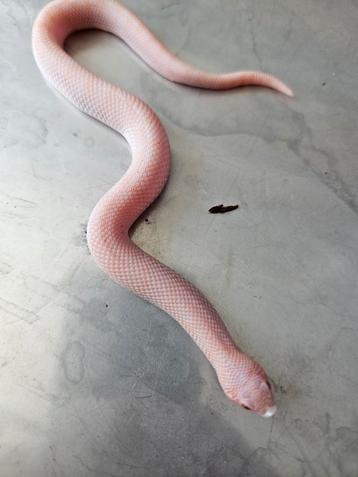 Super arctic conda sunburst mannen  beschikbaar voor biedingen