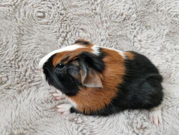 Driekleur cavia zeugje