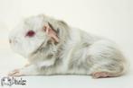 Lilac zilvervos witte peruvian cavia, Cavia, Mannelijk, Juli, Tam