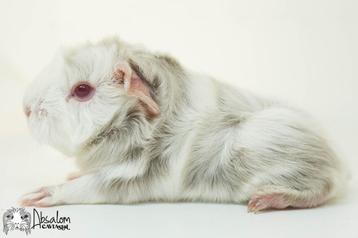 Lilac zilvervos witte peruvian cavia beschikbaar voor biedingen