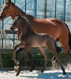 2 super fijne veulens & jaarling merrie, Dieren en Toebehoren, Hengst, Niet van toepassing, 0 tot 2 jaar