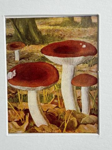 1932 OUD Litho paddestoel1932 Russula rubra beschikbaar voor biedingen