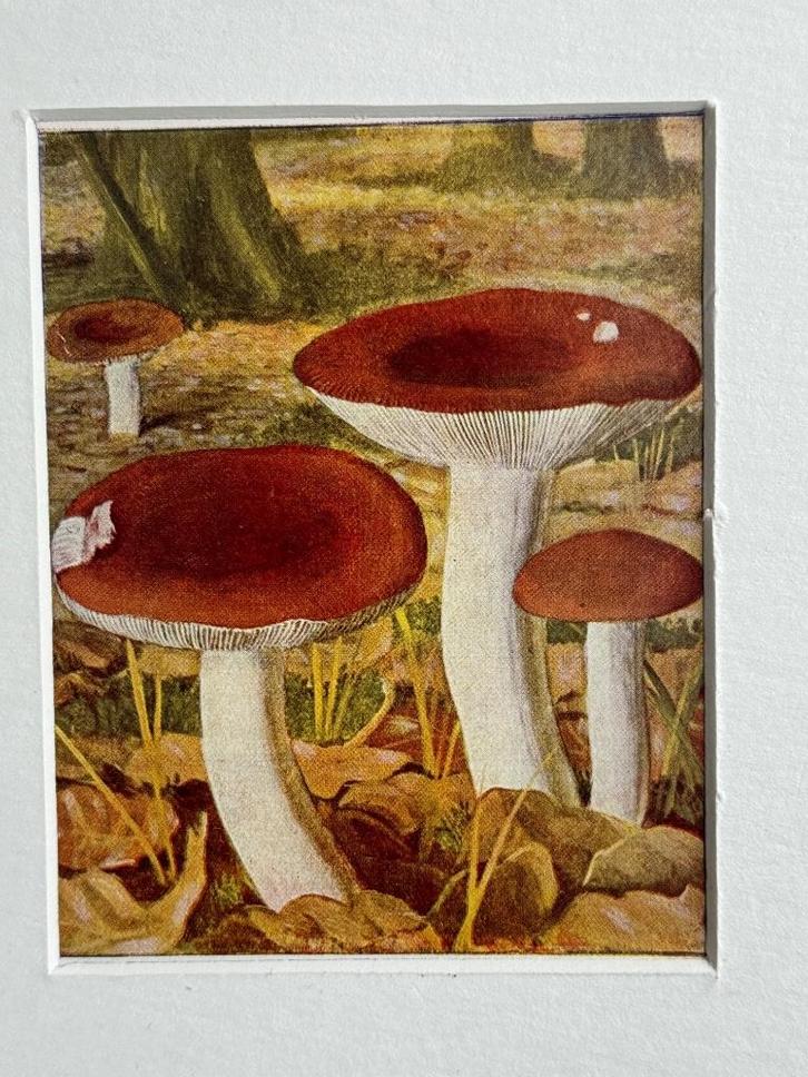 1932 OUD Litho paddestoel1932 Russula rubra, Antiek en Kunst, Kunst | Etsen en Gravures, Ophalen of Verzenden
