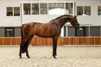 Talentvolle 3,5-jarige merrie Hermes x Prestige VDL, Dieren en Toebehoren, Paarden, Merrie, Dressuurpaard, 3 tot 6 jaar