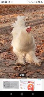 Spierwit Brahma groot broedeiren gezocht, Dieren en Toebehoren, Vrouwelijk, Kip