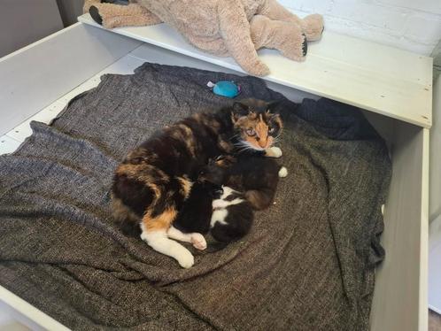 Kittens te koop!, Dieren en Toebehoren, Katten en Kittens | Overige Katten, Meerdere dieren