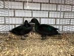 Prachtig koppel Smaragd eenden, Dieren en Toebehoren, Pluimvee, Meerdere dieren, Eend