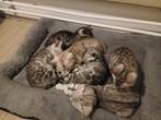 Bengaal kittens silver, Meerdere dieren, Gechipt