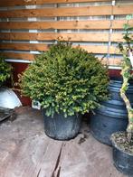 Taxus baccata bol super groot 70 plus prijs 49,50, Taxus, Ophalen