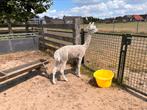 Witte Alpaca hengst, Dieren en Toebehoren, Overige Dieren, Juni, Mannelijk