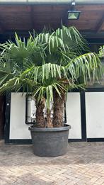 Multistam Trachycarpus Fortunei palmbomen, Tuin en Terras, Planten | Bomen, Lente, 100 tot 250 cm, Palmboom, Ophalen