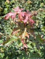 Acer campestre | Veldesdoorn met blote wortel, Ophalen of Verzenden, Bloeit niet, Overige soorten, Halfschaduw