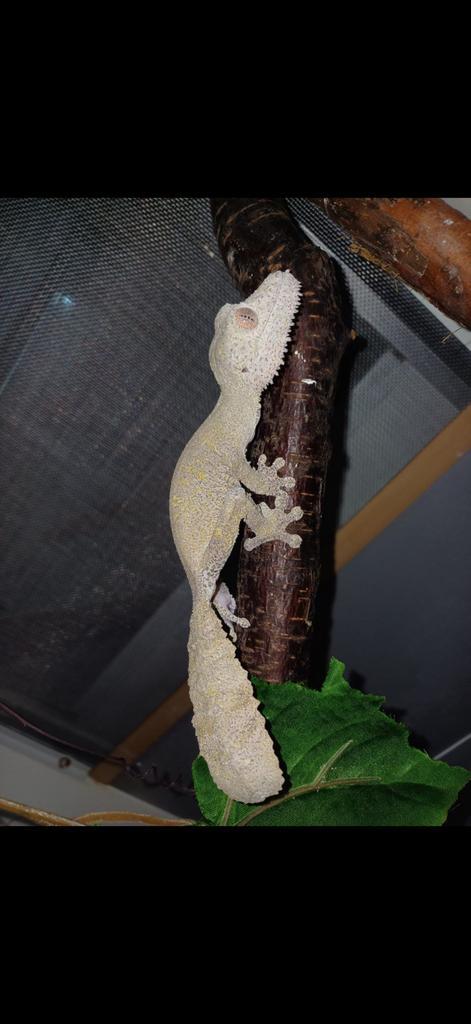 Uroplatus henkeli leaf tail gecko