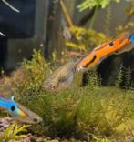 Endler guppies M/V (Poecilia wingei), Vis, Zoetwatervis