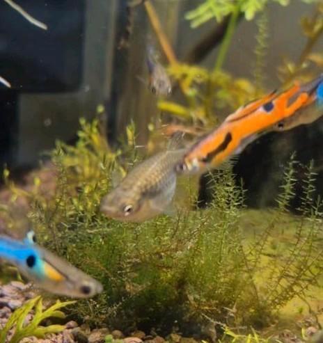 Endler guppies M/V (Poecilia wingei), Dieren en Toebehoren, Vissen | Aquariumvissen, Zoetwatervis, Vis