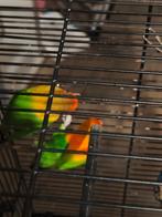 Agapornis koppel, Dieren en Toebehoren, Vogels | Parkieten en Papegaaien, Mannelijk, Dwergpapegaai of Agapornis