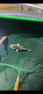 Hoge kwaliteit Tosai (koi), Dieren en Toebehoren, Vissen | Vijvervissen, Karper of Koi