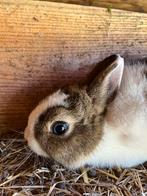 Jonge bonte kleurdwerg voedster bo, Dieren en Toebehoren, Vrouwelijk, Dwerg