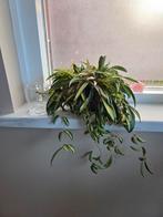 Hoya wayetii variegata, Ophalen