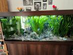 bewezen koppel Mesonauta festivus (vlagcichliden), Dieren en Toebehoren, Vissen | Aquariumvissen, Vis, Zoetwatervis