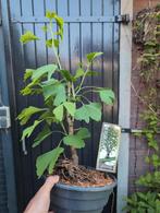 Ginkgo Biloba Bonsai, Tuin en Terras, Ophalen of Verzenden, Bloeit niet, Overige soorten, Minder dan 100 cm