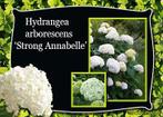 Hortensia Annabel en vele andere soorten, Tuin en Terras, Planten | Struiken en Hagen, Ophalen, Hortensia, Minder dan 100 cm