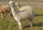 diverse alpaca’s: (drachtige) merries, hengsten en veulens, Dieren en Toebehoren, Mei, Meerdere dieren