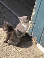 Kittens, Dieren en Toebehoren, Katten en Kittens | Overige Katten, Meerdere dieren