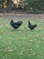 Koppel Australorp haan en hen, Dieren en Toebehoren, Pluimvee, Meerdere dieren, Kip