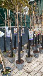 Pruimen boomen ‘opal, victoria en reine claude d’althan, Ophalen, Volle zon, Overige soorten