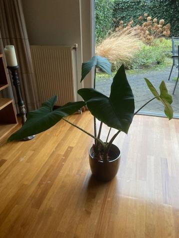 Te koop mooie grote Alocasia plant beschikbaar voor biedingen
