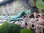 Babys Gastropholis Prasina, Dieren en Toebehoren, Reptielen en Amfibieën, Hagedis, Tam, 0 tot 2 jaar